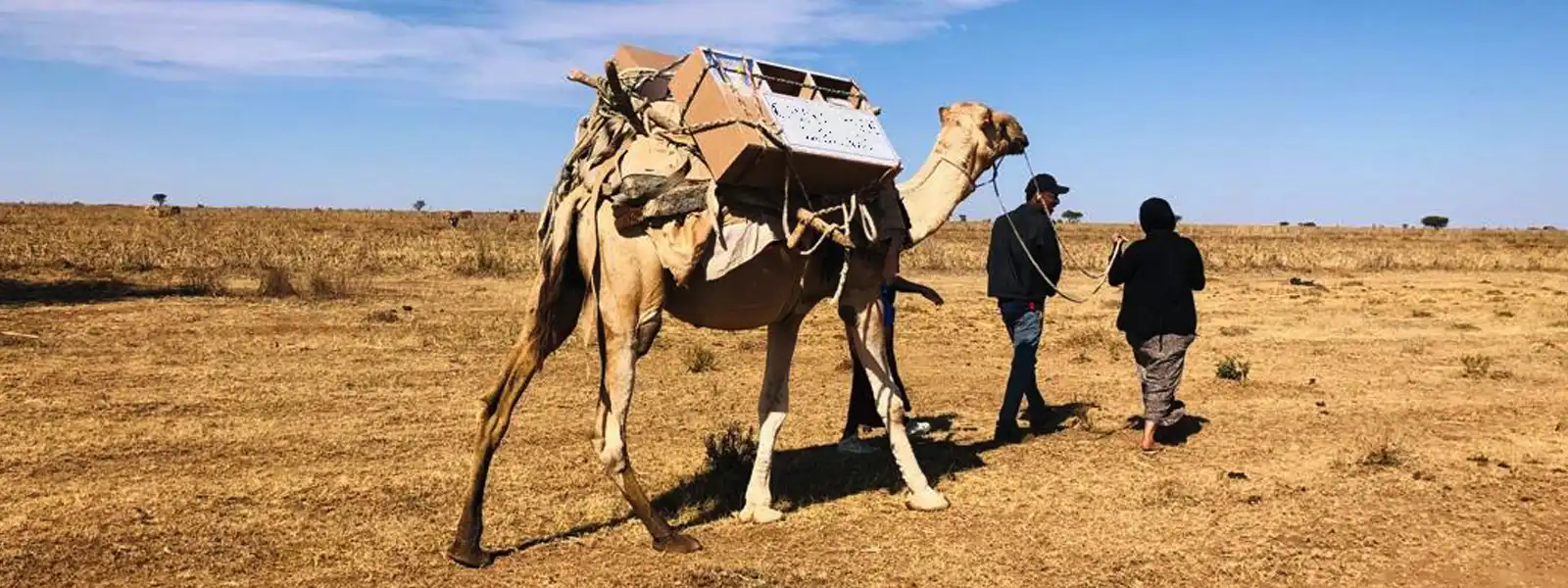 Unser aktuelles Projekt: Kamelbibliotheken – UPSTAIRS1010 e. V.